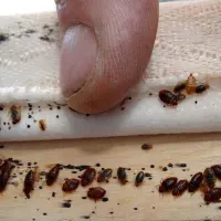 سمپاشی ساس سم پاشی سوسک و موش