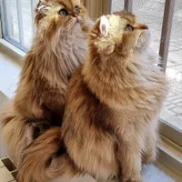 گربه اسکاتیش پرشین
