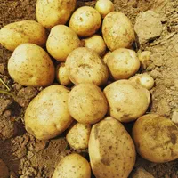 بذر سیب زمینی|خدمات باغبانی و درختکاری|شیراز, محراب|دیوار