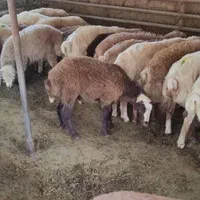 دام تهران زنده بدونه واسطه در جایگاه رسمی|حیوانات مزرعه|تهران, استخر|دیوار