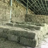 خریدار یونجه گلپایگان|خدمات باغبانی و درختکاری|گلپایگان, |دیوار