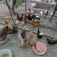 تخم نطفه دار ویادونت، برهما، لهستانی، کوشین ،لری|حیوانات مزرعه|شاهین‌شهر, مخابرات (شهید بهشتی)|دیوار