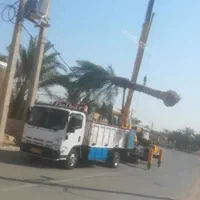 فروش نخل چمن انگور نهال درخت خرما