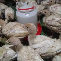 جوجه بوقلمون بیوتی و جوجه مرغ محلی|حیوانات مزرعه|جوانرود, |دیوار