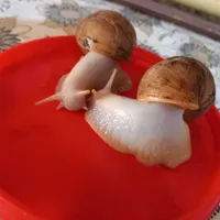 حلزون برای فروش