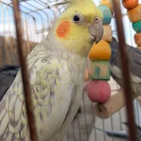 عروس هلندی ماده و نر