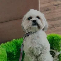 مربی سگ شیراز.آموزش سگ های خانگی.پانسیون سگ|خدمات آموزشی|شیراز, فرهنگ شهر|دیوار