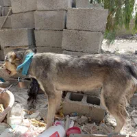 زیبایی