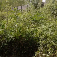 علف زنی|خدمات باغبانی و درختکاری|رشت, نیروی دریایی|دیوار