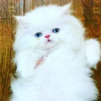 حر اجی نمایشگاه گربه های اصیل و شجره دار آپارتمانی|گربه|تهران, سعادت‌آباد|دیوار