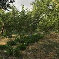 دماوند جابان زمین ۱۰۰متر به بالا اقساطی بدون واسطه|فروش زمین و ملک کلنگی|دماوند, دماوند|دیوار