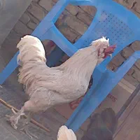 مرغ و خروس فروشی