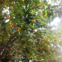 دیزین ، ویلا باغ ۱۰۰۰ متری ۱۷۰ متر بنای دوبلکس|فروش خانه و ویلا|آسارا, |دیوار