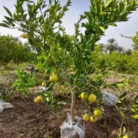 انواع نهال گرمسیری  مثمر وغیر مثمر