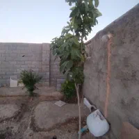 باغ چهاردیواری500متر زردنجان کاج معاوضه با|فروش خانه و ویلا|اصفهان, سرشبادران|دیوار