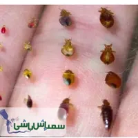 سمپاشی سم پاشی موریانه ساس کک کنه سوسک پردیسان قم|خدمات نظافت|قم, بلوار امین و ساحلی|دیوار
