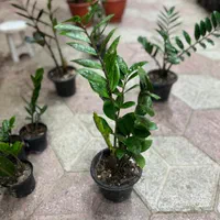 زامفولیا گیاه آپارتمانی و مقاوم|گل و گیاه طبیعی|مشهد, هنرور|دیوار