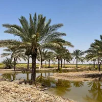 بار درخت نخل رسید