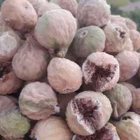 فروش باغچه بادر ودیوار و درختان ثمری|فروش خانه و ویلا|شیراز, رکن‌آباد|دیوار