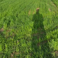نیم هکتار زمین آبی کشاورزی روستای همیانک|فروش دفتر صنعتی، کشاورزی، تجاری|کنگاور, |دیوار