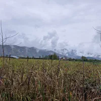 زمین۸۰۰۰متر مناسب برای کاشت کیوی تالش چلونصر|فروش زمین و ملک کلنگی|تالش, هشتپر|دیوار