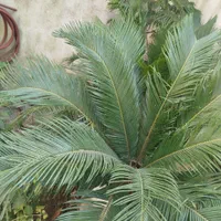 سیکاس|گل و گیاه طبیعی|رشت, تازه آباد|دیوار