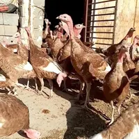 بوقلمون بوربون