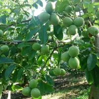 استخدام خانم برای کمک به سالمند در منطقه کوهستانی