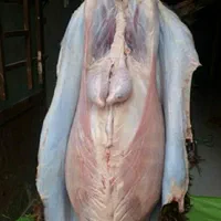 قصاب سیار گاو گوسفند در مکان مشتری