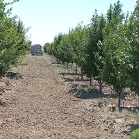 باغ درفریمان سنددار قطعه ای ویکجا