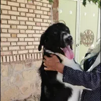 گمشده در ابارش همراه مژدگانی
