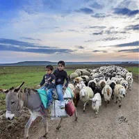 ارسال سراسر تهران بره مغان گوسفندنر مغان کردستان|حیوانات مزرعه|تهران, حر|دیوار