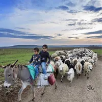 ارسال سراسر تهران بره مغان گوسفندنر مغان کردستان|حیوانات مزرعه|تهران, میدان حر|دیوار