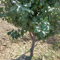باغ درفریمان سنددار قطعه ای ویکجا|فروش زمین و ملک کلنگی|مشهد, امیر المومنین|دیوار