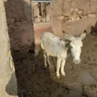 الاق جوان|حیوانات مزرعه|ابهر, |دیوار