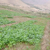 سبزی خورشتی تازه تمیز بدون یه زره اب|خوردنی و آشامیدنی|کوهدشت, |دیوار