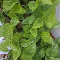 نهال و گل گیاه|گل و گیاه طبیعی|ایذه, |دیوار