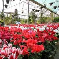 آموزش،مشاوره، اجرای وخرید فروش طرح توجیهی گلخانه