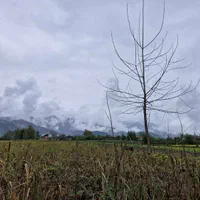 زمین۸۰۰۰متر مناسب برای کاشت کیوی تالش چلونصر|فروش زمین و ملک کلنگی|تالش, هشتپر|دیوار