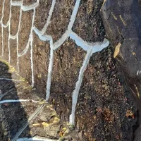 سیمان کارسرعت خوش قول