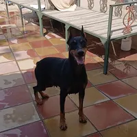 دوبرمن اصل ماده