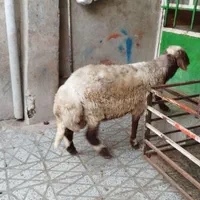 میش و شیشک چاق چاقبرایمصرفخانه|حیوانات مزرعه|بروجرد, |دیوار