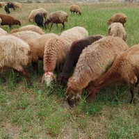 گوسفند زنده افشار