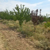 ۲۰۱مترزمین_سنددارتک برگ*کردان_سهیلیه_زعفرانیه