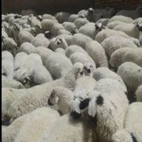 دیجیتالی گوسفند زنده مکان معتبر شبانه روزی حضوری|حیوانات مزرعه|قدس, |دیوار