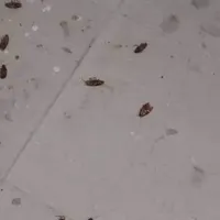 سم‌پاشی تخصصی حشرات موذی در اصفهان