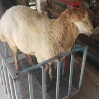 کاروانسرای بزرگ گوسفند غرب تهران زنده فروش معتبر
