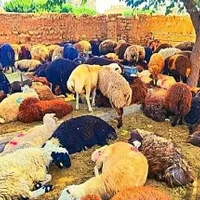 دام معتبر خرید آسان فقط با یک تماس گوسفند دام زنده|حیوانات مزرعه|مشهد, آبکوه|دیوار