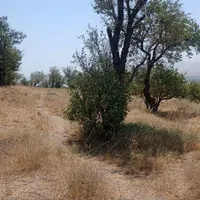 ۳۲۰۰۰ متر باغ در روستای الوند|فروش دفتر صنعتی، کشاورزی، تجاری|خرمدره, |دیوار