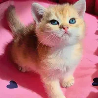 بچه گربه های عروسکی دلربا|گربه|اصفهان, آزادگان|دیوار